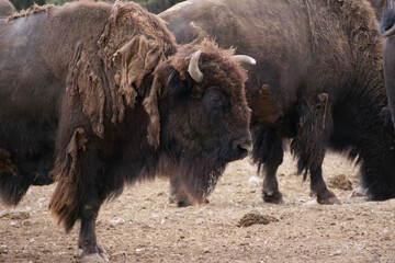 An American bison in the middle of the herd