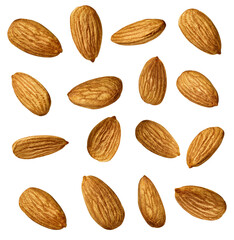 almond nut food healthy organic natural ingredient snack isolated seed brown fruit closeup nutrition group