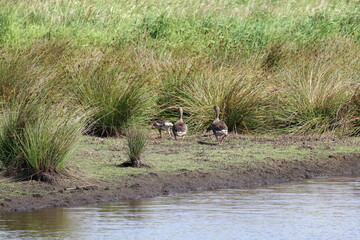 A beautiful landscape shot which has been taken at a Nature Reserve, catered for by the National Trust. There is a selection of animals and wildlife who live at this park.