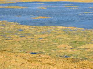 Algues jaunes sur l’étang du Méjean, Occitanie