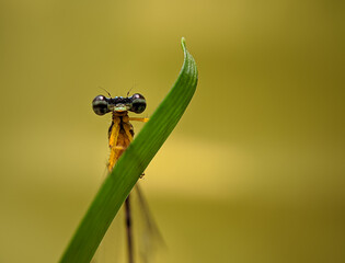 Damselfly on yellow background 