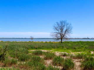 Zone marécageuse, réserve naturelle de l’étang du Méjean, Occitanie