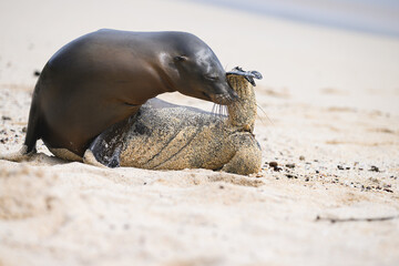 Sea lion on beach, sniffing at tail, Galápagos 