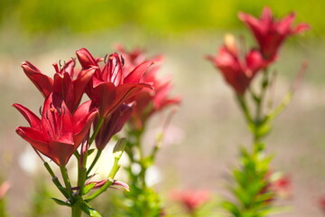 Several red lily bushes in the garden on a summer day.