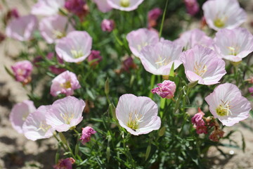 many flowers of a pink evening primrose in the sun