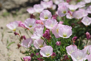 many flowers of a pink evening primrose in the sun
