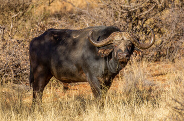 Obraz premium Cape or African buffalo bull on a game farm, South Africa
