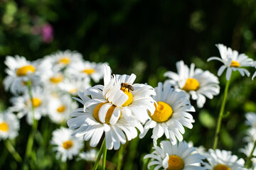Green summer meadow with daisies. Bees on flowers.