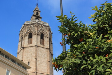 Valencia orange tree with historic building