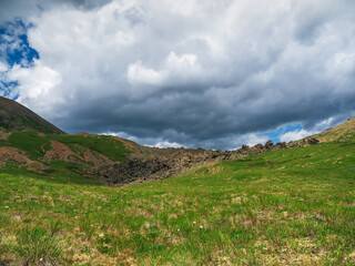 Alpine highlands. Alpine green summer meadow. Texture of the Alpine green slope.