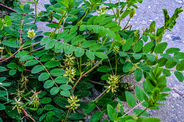 Blooming liquorice milkvetch, Astragalus glycyphyllos