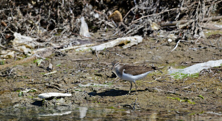 Common sandpiper (Actitis hypoleucos) on a littered river bank // Flussuferläufer an einem vermüllten Fluss-Ufer 