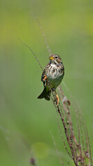 Grauammer // Corn Bunting (Emberiza calandra)
