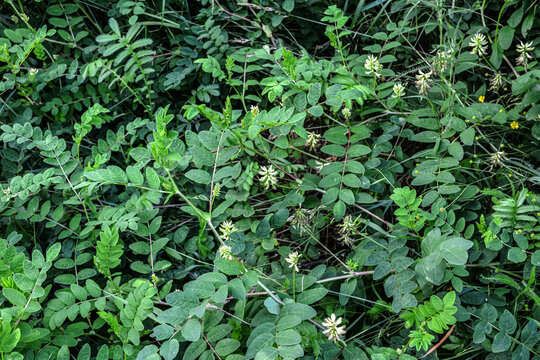 Blooming liquorice milkvetch, Astragalus glycyphyllos
