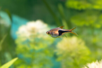Freshwater fish Trigonostigma heteromorpha Harlequin rasbora in close view  