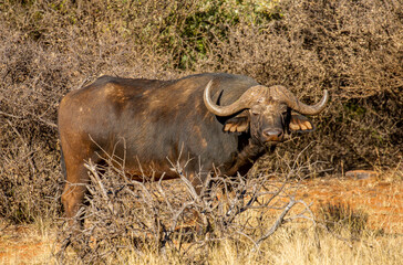 Obraz premium Cape or African buffalo bull on a game farm, South Africa