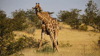 Giraffe