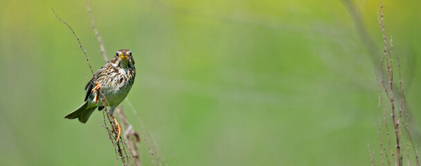 Corn Bunting // Grauammer (Emberiza calandra)