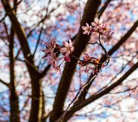 tree with flowers