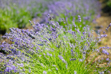 Lavender herb flower field in summer with copy space