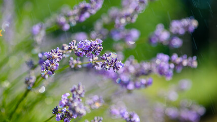 Close-up lavender sprig with raindrops