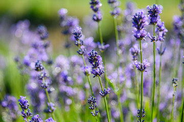 Close-up of Lavender flowers blooming