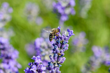 Close-up of a bee collects nectar from a lavender flower.