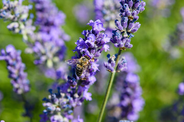 Close-up of a bee collects nectar from a lavender flower.