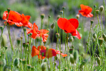 Close up of bright red poppy flowers.