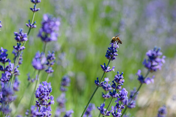 Close-up of bee on beautiful lavender blooming