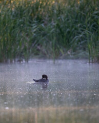 ducks on the lake