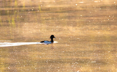 great crested grebe