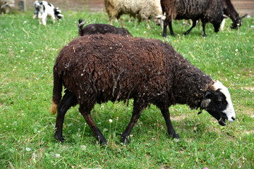 Sheeps in a meadow on green grass.