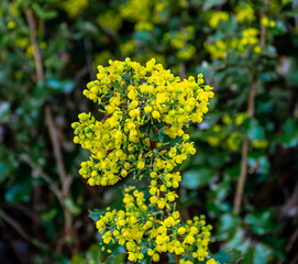 yellow flowers in the garden