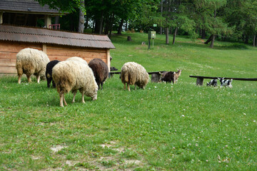 Obraz premium Sheeps in a meadow on green grass.