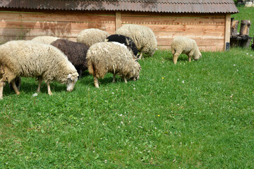 Naklejka premium Sheeps in a meadow on green grass.