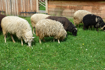 Sheeps in a meadow on green grass.