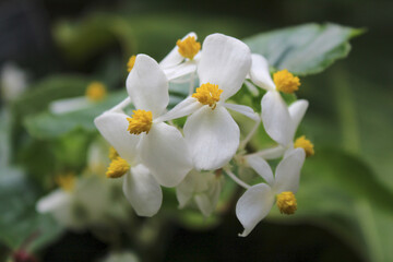 Fototapeta na wymiar White tropical flower blossoms