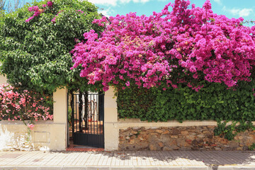 A fence with a wicket in the courtyard of a house decorated with flowering bougainvillea trees. Landscape design of a Mediterranean city. - obrazy, fototapety, plakaty