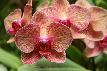 Fototapeta na wymiar Pink and yellow orchid blooms