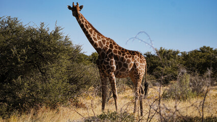 Giraffe in der Savanne