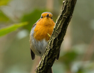 Bright Robin on a Branch