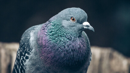 Posing to the Camera