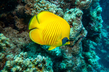 Fototapeta na wymiar Masked Butterfly fish in the Red Sea, Egypt