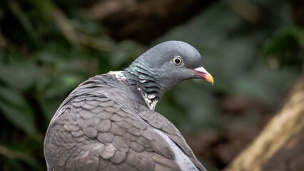 Pigeon Looking Around