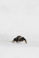 Hyllus semicupreus Jumping Spider. small jumping spider