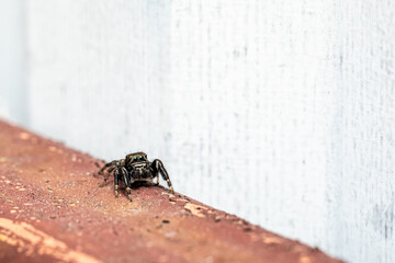 Hyllus semicupreus Jumping Spider. small jumping spider