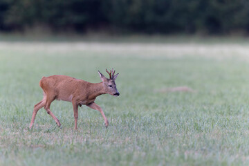 European Roe-Deer Capreolus capreolus in close-up