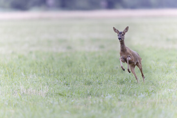 European Roe-Deer Capreolus capreolus in close-up