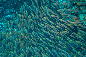 Fototapeta na wymiar Schooling fish (poss Yellow Sweeper fish) in the Red Sea, Egypt